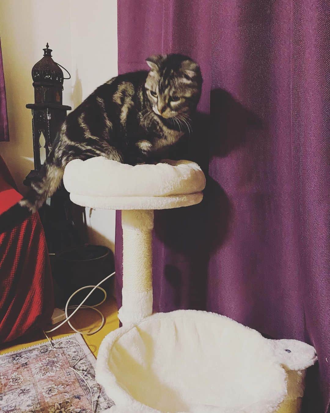 のインスタグラム：「昼に届いたキャットタワー。ムギは全く見向きもせず、ありゃーと思ってたが、夜中になって気に入ってきたみたい。よかった…！ #猫 #ねこ #ねこ部 #ねこすたぐらむ #ねこ好き #cat」