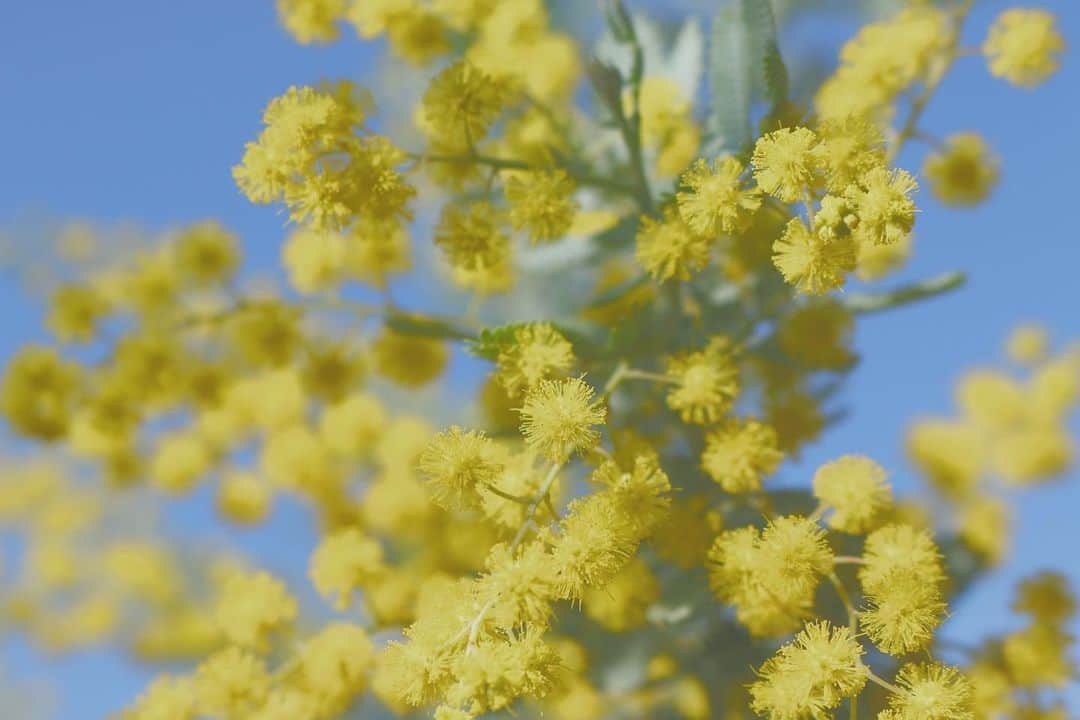 のインスタグラム：「#internationalwomensday  #embraceequity  #ミモザ  ミモザの花言葉は「感謝」「友情」「密かな愛」「エレガンス」💐  わたし、私たちに何ができるかを考えたい。  3月8日🌼」