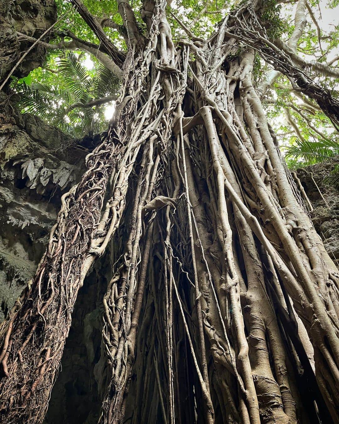 吉岡麻由子のグルメインスタ