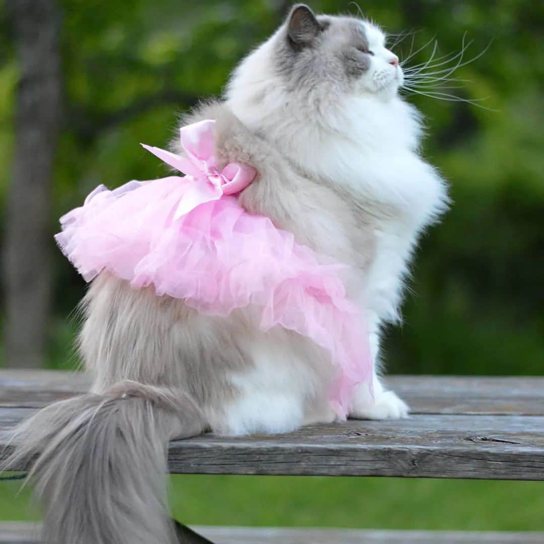 Princess Auroraのインスタグラム：「No better way to celebrate #internationalwomensday than with a photo of Aurora in a pink tutu 💘  #womensday #catsofinstagram #dailyfluff #weeklyfluff #cutepetclub #meow #kawaii #instacat #meowed #catlife #petstagram #ilovemypet #bestmeow #viral #catlove #neko #purrfect #catsofig #ragdoll #queen #cats_of_instagram #cat #cats #aurorapurr」