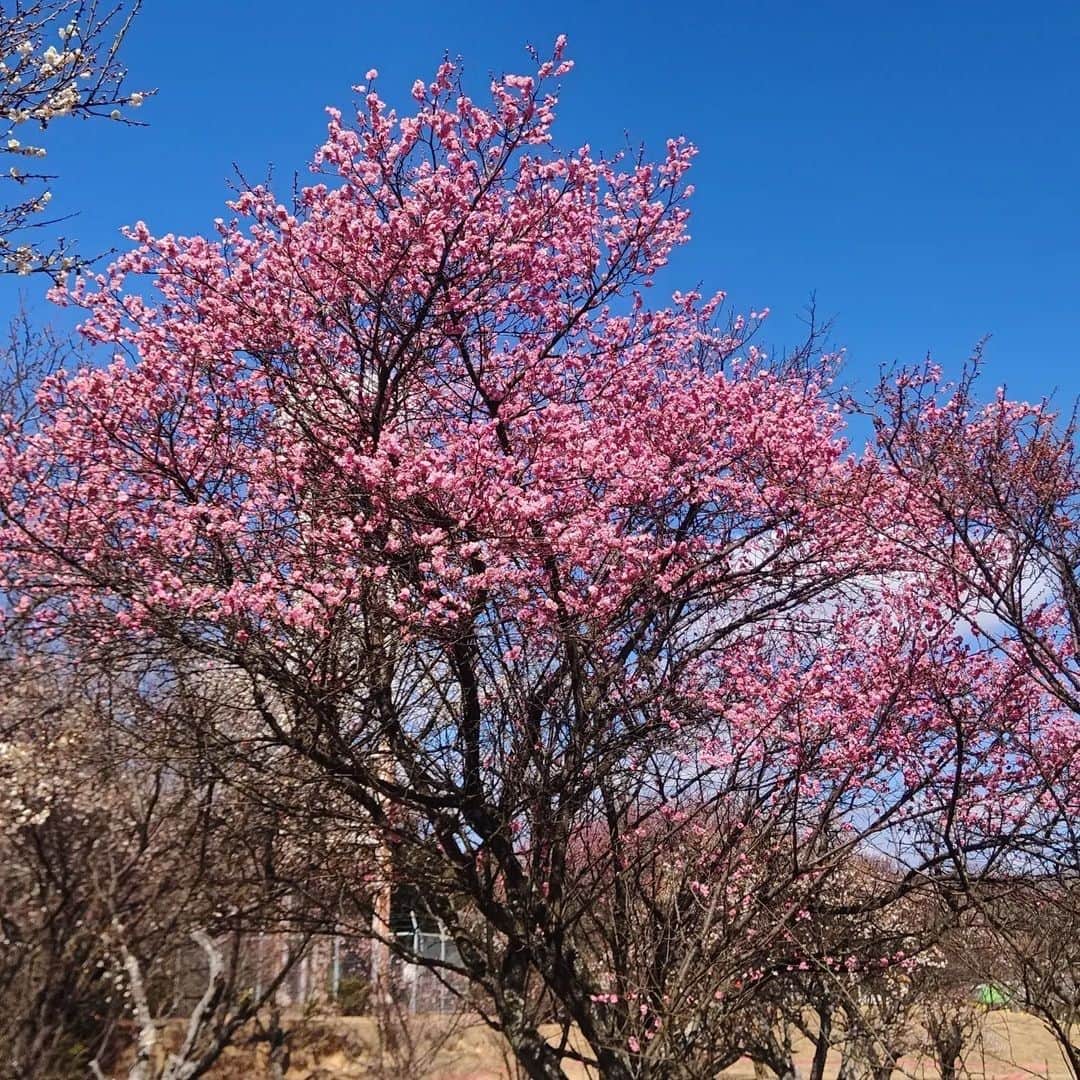 福山市【公式】さんのインスタグラム写真 - (福山市【公式】Instagram)「【#梅の花 が見ごろを迎えています】 かわいらしい梅の花がほころび、春の訪れを感じさせてくれます✨ 写真は、＃福山ファミリーパーク の梅の花。 写真からも、いい香りがしてきそうですね😊  Photo by @tm43794288（インスタグラム #福山アンバサダー ）」3月9日 16時54分 - fukuyama_city