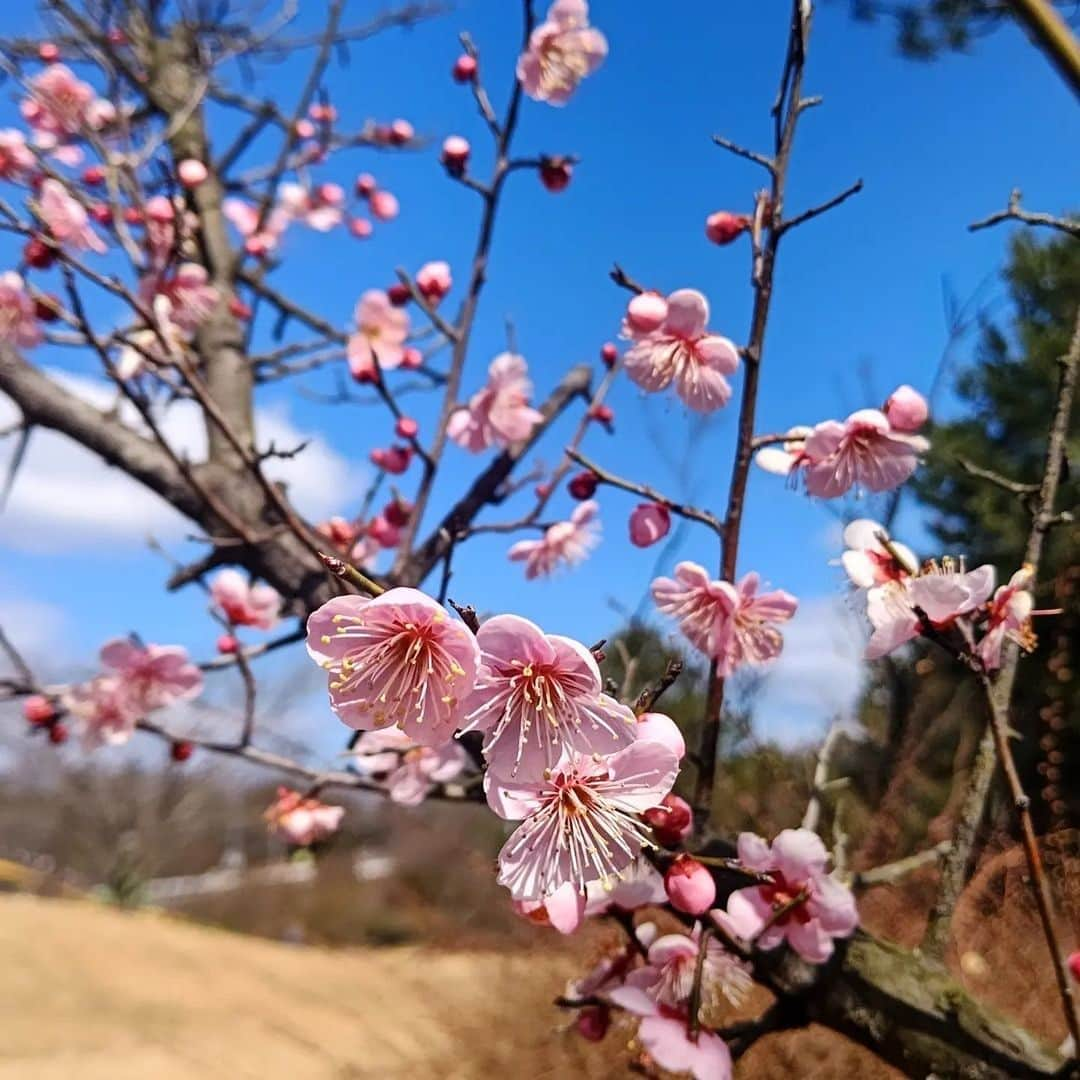 福山市【公式】さんのインスタグラム写真 - (福山市【公式】Instagram)「【#梅の花 が見ごろを迎えています】 かわいらしい梅の花がほころび、春の訪れを感じさせてくれます✨ 写真は、＃福山ファミリーパーク の梅の花。 写真からも、いい香りがしてきそうですね😊  Photo by @tm43794288（インスタグラム #福山アンバサダー ）」3月9日 16時54分 - fukuyama_city