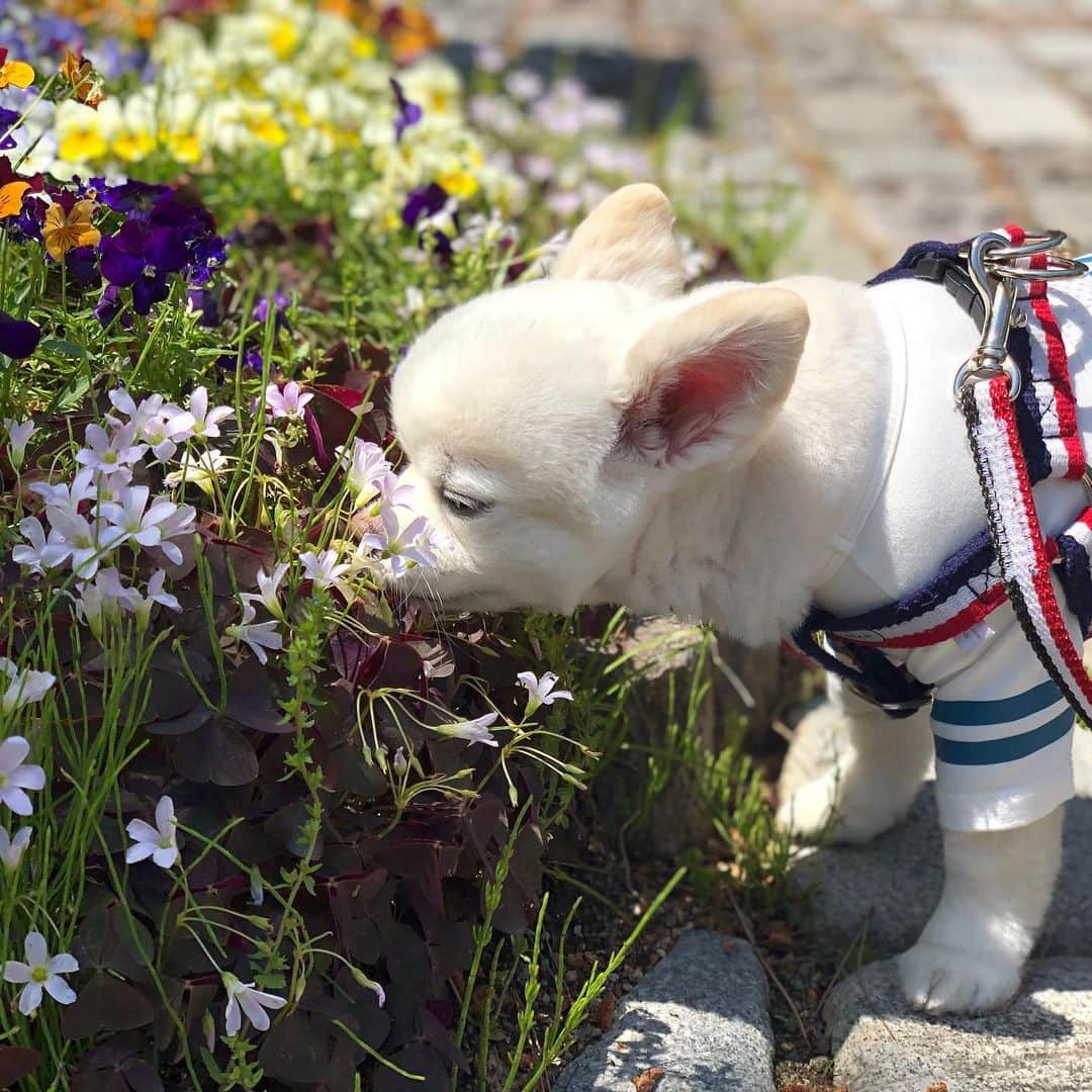 北口麻奈さんのインスタグラム写真 - (北口麻奈Instagram)「ハホニコ犬課のわさびちゃんママ(@wasastagram_ )が、リズのイラストを描いてくださいました🌸 ネクタイもとっても似合ってます❣️ そして、お花を下さった皆様もありがとうございます。 きっとお空でお花の香りを楽しんでいるかな⁉︎ #チワワ#ぬいぐるみ犬」3月9日 17時22分 - asana_kitaguchi