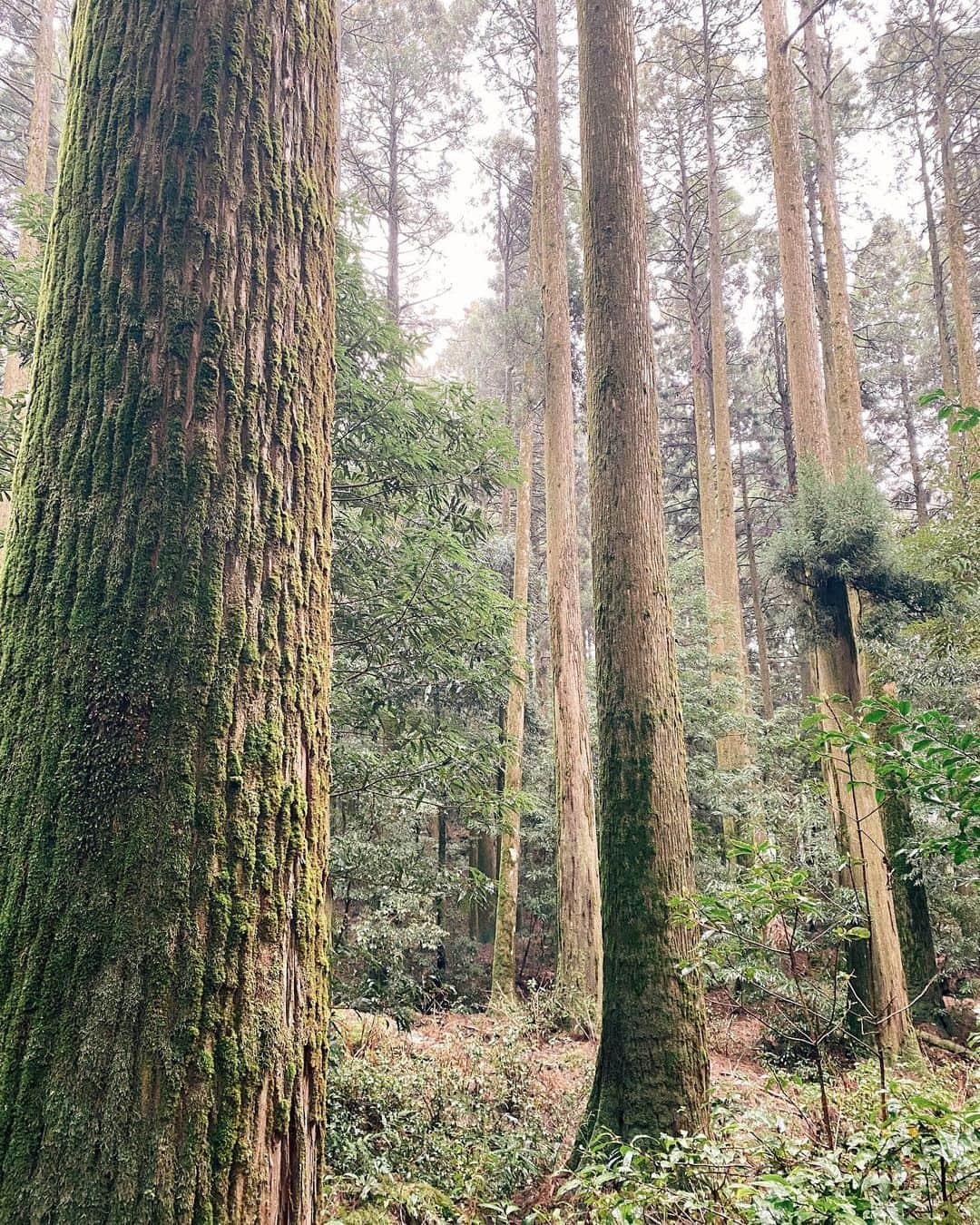 九星気学カフェのインスタグラム：「霧島神宮で御祈祷👏 禊ぎの雨、雷。 とても軽くなりました。  鹿児島は何度でも行きたい場所の一つ。博多や阿蘇もどこかで。  #霧島神宮 #御祈祷 #癒し #九州 #鹿児島 #占い #九星気学 #風水 #運勢 #運気 #開運」