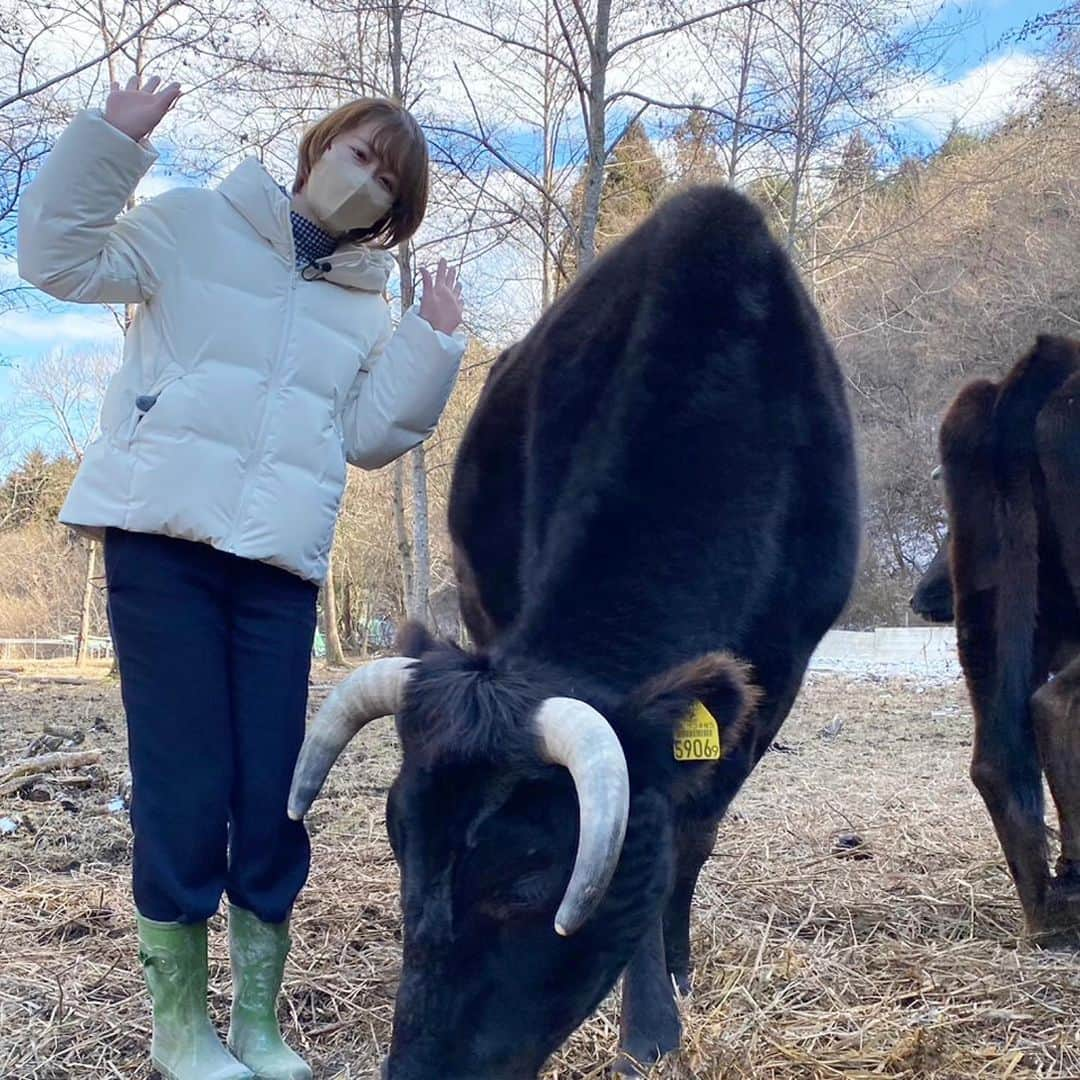 佐藤ちひろさんのインスタグラム写真 - (佐藤ちひろInstagram)「今日深夜1:58からは 「ぺこぱポジティブNEWS」  震災から12年…… 東日本大震災後に生まれた奇跡のポジティブニュースを取材してきました！ 被災地に取り残された奇跡の救世主とは？  そして、どうしても見ておきたかった福島の現在地を取材してきました。  わたしは福島県南相馬市出身で 中学一年生の時に被災しました。 アナウンサーを目指すきっかけになった東日本大震災、 被災地を取材したいとずっと思っていました。  今回、こうして福島のポジティブニュースをお伝えすることができて、とても幸せです。  自分を見つめ直すきっかけにもなりました。  どうぞご覧ください！  #311  #3月11日　#東日本大震災　#震災　#復興　#福島　#牛　#🐃」3月9日 17時32分 - chihiro.sato_ex