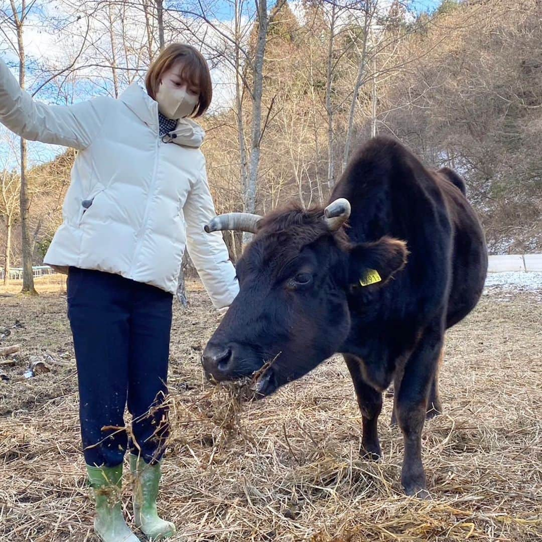 佐藤ちひろさんのインスタグラム写真 - (佐藤ちひろInstagram)「今日深夜1:58からは 「ぺこぱポジティブNEWS」  震災から12年…… 東日本大震災後に生まれた奇跡のポジティブニュースを取材してきました！ 被災地に取り残された奇跡の救世主とは？  そして、どうしても見ておきたかった福島の現在地を取材してきました。  わたしは福島県南相馬市出身で 中学一年生の時に被災しました。 アナウンサーを目指すきっかけになった東日本大震災、 被災地を取材したいとずっと思っていました。  今回、こうして福島のポジティブニュースをお伝えすることができて、とても幸せです。  自分を見つめ直すきっかけにもなりました。  どうぞご覧ください！  #311  #3月11日　#東日本大震災　#震災　#復興　#福島　#牛　#🐃」3月9日 17時32分 - chihiro.sato_ex