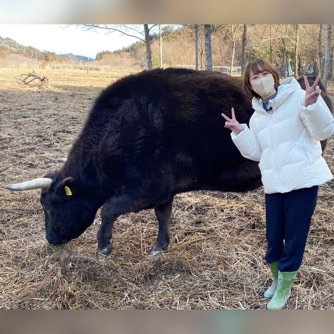 佐藤ちひろさんのインスタグラム写真 - (佐藤ちひろInstagram)「今日深夜1:58からは 「ぺこぱポジティブNEWS」  震災から12年…… 東日本大震災後に生まれた奇跡のポジティブニュースを取材してきました！ 被災地に取り残された奇跡の救世主とは？  そして、どうしても見ておきたかった福島の現在地を取材してきました。  わたしは福島県南相馬市出身で 中学一年生の時に被災しました。 アナウンサーを目指すきっかけになった東日本大震災、 被災地を取材したいとずっと思っていました。  今回、こうして福島のポジティブニュースをお伝えすることができて、とても幸せです。  自分を見つめ直すきっかけにもなりました。  どうぞご覧ください！  #311  #3月11日　#東日本大震災　#震災　#復興　#福島　#牛　#🐃」3月9日 17時32分 - chihiro.sato_ex