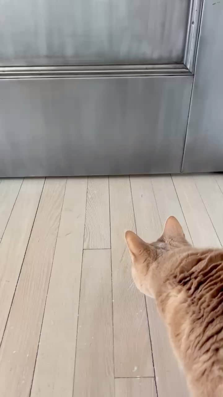 スーザン・サランドンのインスタグラム：「New door. New boundaries. Unhappy Cat」