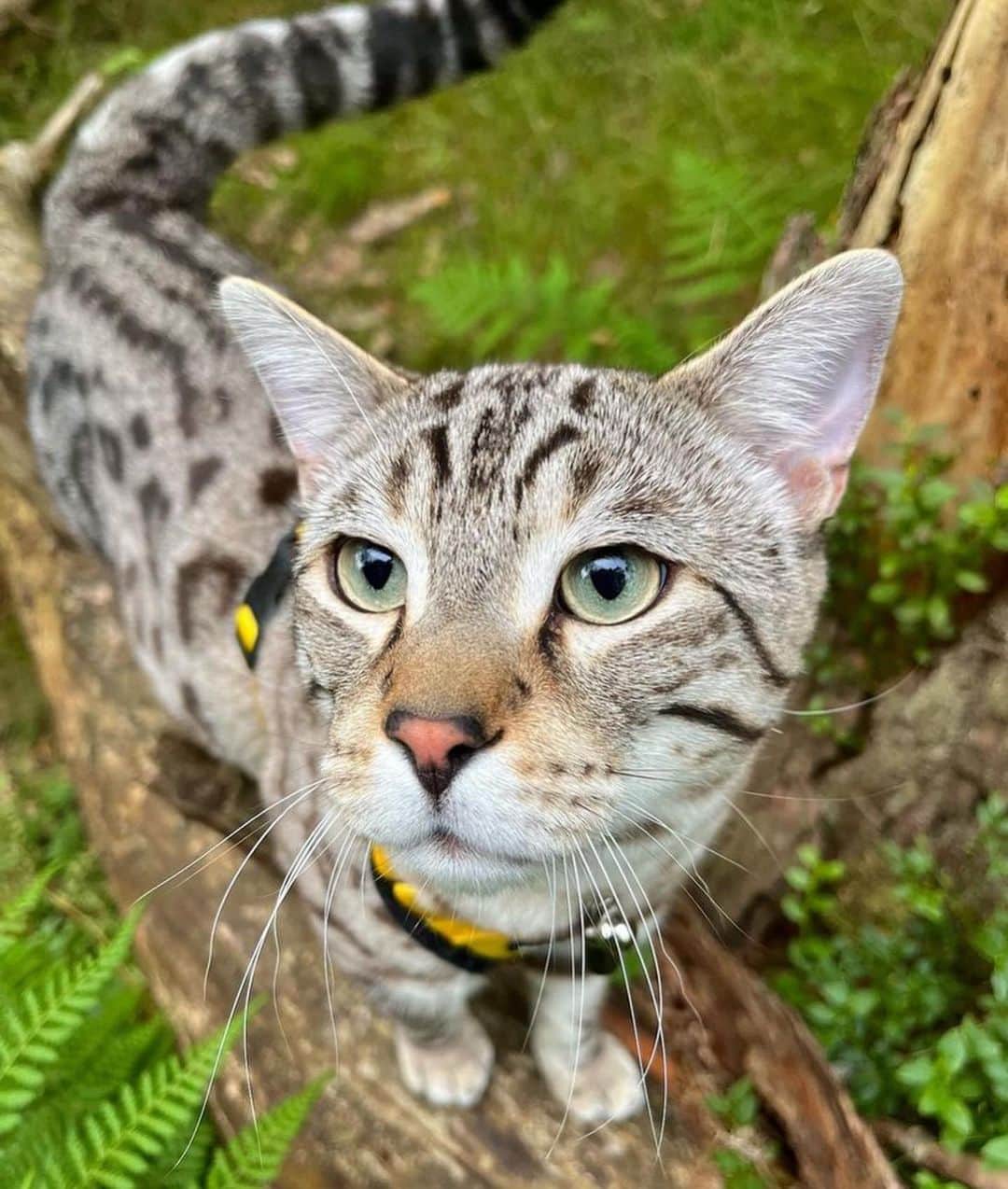 Bolt and Keelさんのインスタグラム写真 - (Bolt and KeelInstagram)「Vladimir knows how to find the purrfect adventures in Scotland! 🏴󠁧󠁢󠁳󠁣󠁴󠁿🏞️  @adventrapets ➡️ @vladsventures  —————————————————— Follow @adventrapets to meet cute, brave and inspiring adventure pets from all over the world! 🌲🐶🐱🌲  • TAG US IN YOUR POSTS to get your little adventurer featured! #adventrapets ——————————————————」3月9日 9時12分 - adventrapets