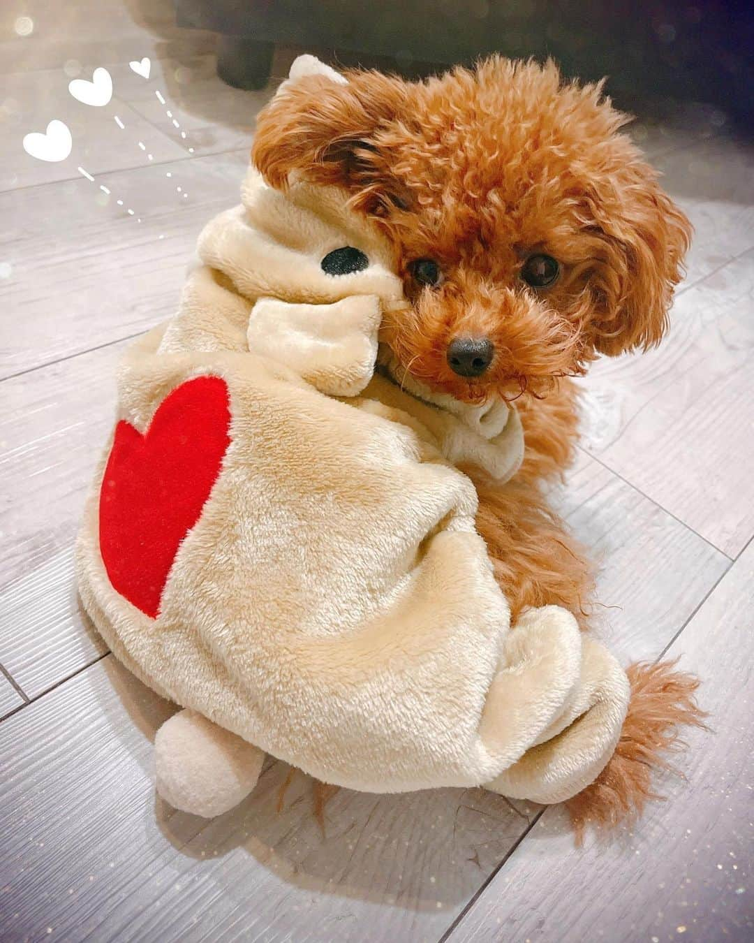 天音ゆめかのインスタグラム：「ちゃちゃ🐻 最近ストーリーも犬ばっかですみません🙏 ・ ・ #トイプードル #タイニープードル #ティーカッププードル #いぬすたぐらむ　#🐶」