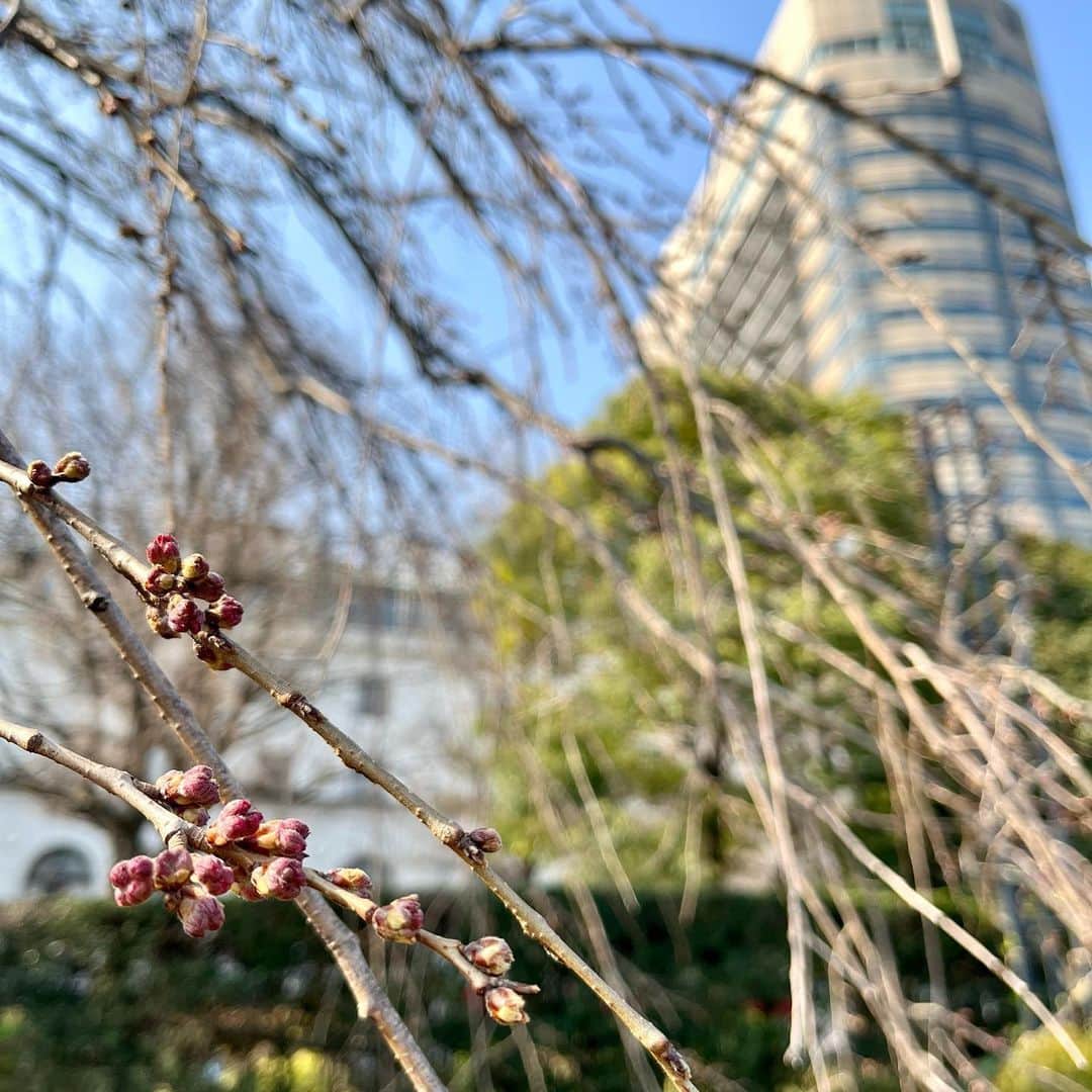 【公式】ホテルニューグランドのインスタグラム：「＊ とても暖かい本日☀ お花の香りに誘われて山下公園に行ってみると 桜のつぼみがふっくらしていました！ 満開になるのが今から楽しみです🌸   #ホテルニューグランド #横浜 #横浜ホテル #快晴 #青空 #桜 #春 #さくら #枝垂桜 #春の花 #山下公園 #春の訪れ #桜スイーツ #桜色 #感謝の日 #hotelnewgrand #yokohama #spring #sakura #flower #flowerstagram」