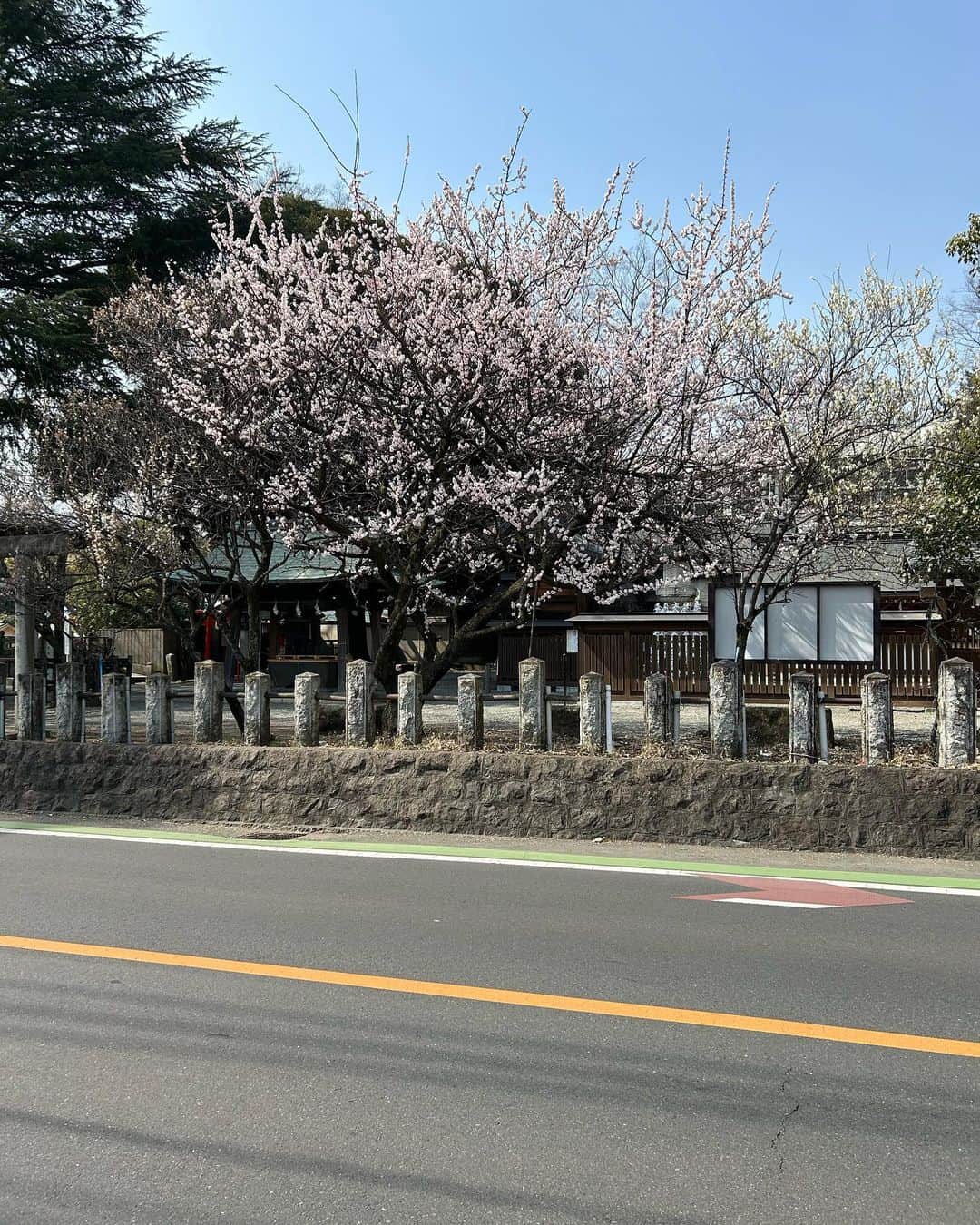 津田篤宏のインスタグラム：「うふふっ。せっかちな桜さん。 うふふっ うふふっ ぷぅー #桜 #ぷぅー」