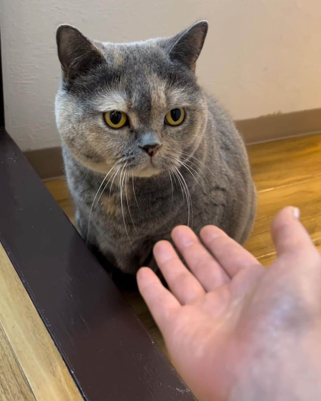 伊藤えみさんのインスタグラム写真 - (伊藤えみInstagram)「会いたかった猫ちゃんにようやく会えた！幼馴染の愛猫ちゃん。一年分の「かわいい！」を一日で言った。  #猫 #動物大好き #生き物大好き #cats #トトロのモデルになった猫種らしい #後ろ姿もたまらない」3月9日 18時03分 - itoemi1019