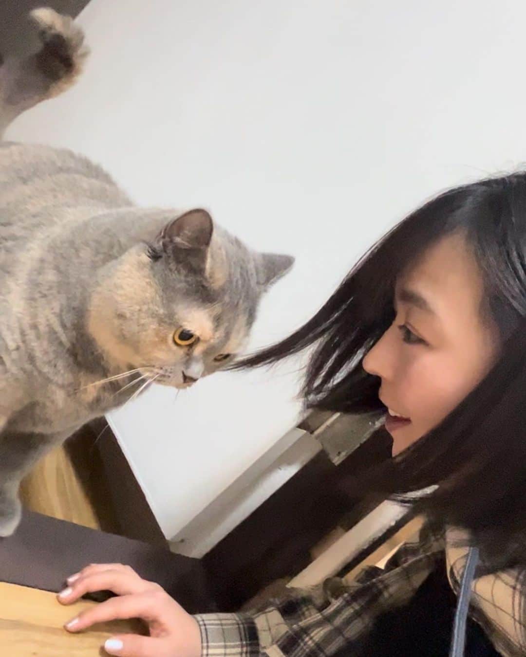 伊藤えみさんのインスタグラム写真 - (伊藤えみInstagram)「会いたかった猫ちゃんにようやく会えた！幼馴染の愛猫ちゃん。一年分の「かわいい！」を一日で言った。  #猫 #動物大好き #生き物大好き #cats #トトロのモデルになった猫種らしい #後ろ姿もたまらない」3月9日 18時03分 - itoemi1019