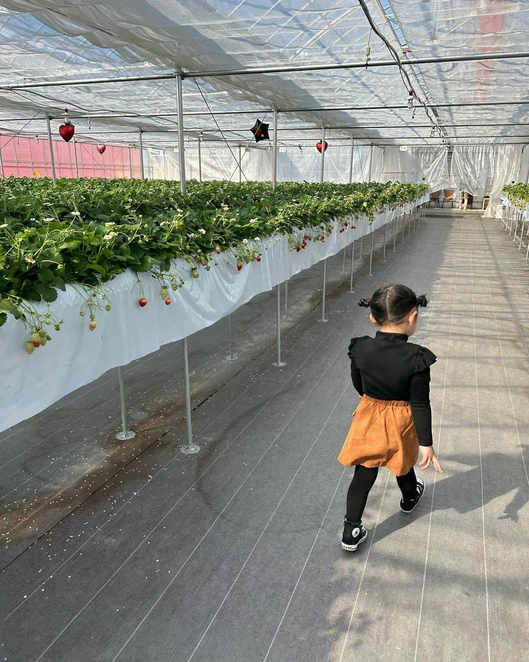 二瓶藍菜さんのインスタグラム写真 - (二瓶藍菜Instagram)「🍓 ̖́-‬ strawberry farm  毎年恒例になった🐝𓂃𓈒𓏸︎︎︎︎🍀  いちご狩り🍓🍓🍓 @150ichigoen  去年出来たばっかりで綺麗な施設だからオススメ✨🕊️  練乳も貰えるよ🍓＋🐄＝🍼  イチゴ大きくて娘♡大興奮！！ ママ🍓おっっきいよー✨‼️って きゅん🫰🏻 ͗ ͗〰︎︎♡🧺  今年あと2回は行きたい🥹💗🫰🏻  👧🏻 #いちご狩りコーデ tops....SHEIN skirt....SHEIN shoes..CONVERSE bag.....ZARA  #いちご狩り #いちご狩りコーデ #ZARA #shein #山形東根 #山形」3月9日 13時58分 - aina.17