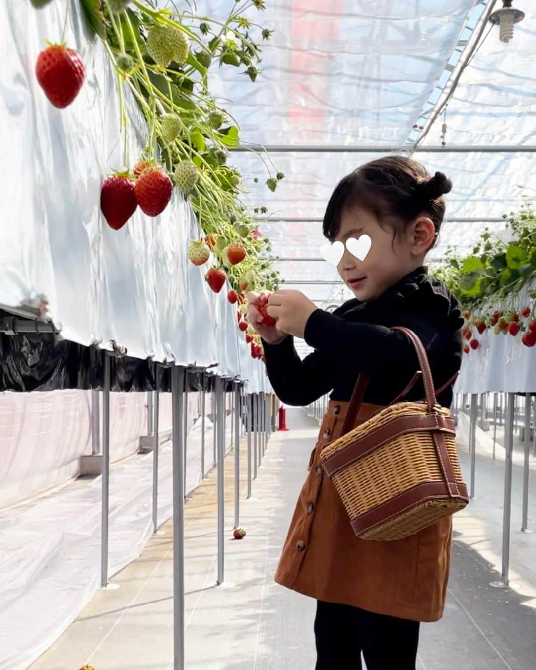 二瓶藍菜さんのインスタグラム写真 - (二瓶藍菜Instagram)「🍓 ̖́-‬ strawberry farm  毎年恒例になった🐝𓂃𓈒𓏸︎︎︎︎🍀  いちご狩り🍓🍓🍓 @150ichigoen  去年出来たばっかりで綺麗な施設だからオススメ✨🕊️  練乳も貰えるよ🍓＋🐄＝🍼  イチゴ大きくて娘♡大興奮！！ ママ🍓おっっきいよー✨‼️って きゅん🫰🏻 ͗ ͗〰︎︎♡🧺  今年あと2回は行きたい🥹💗🫰🏻  👧🏻 #いちご狩りコーデ tops....SHEIN skirt....SHEIN shoes..CONVERSE bag.....ZARA  #いちご狩り #いちご狩りコーデ #ZARA #shein #山形東根 #山形」3月9日 13時58分 - aina.17