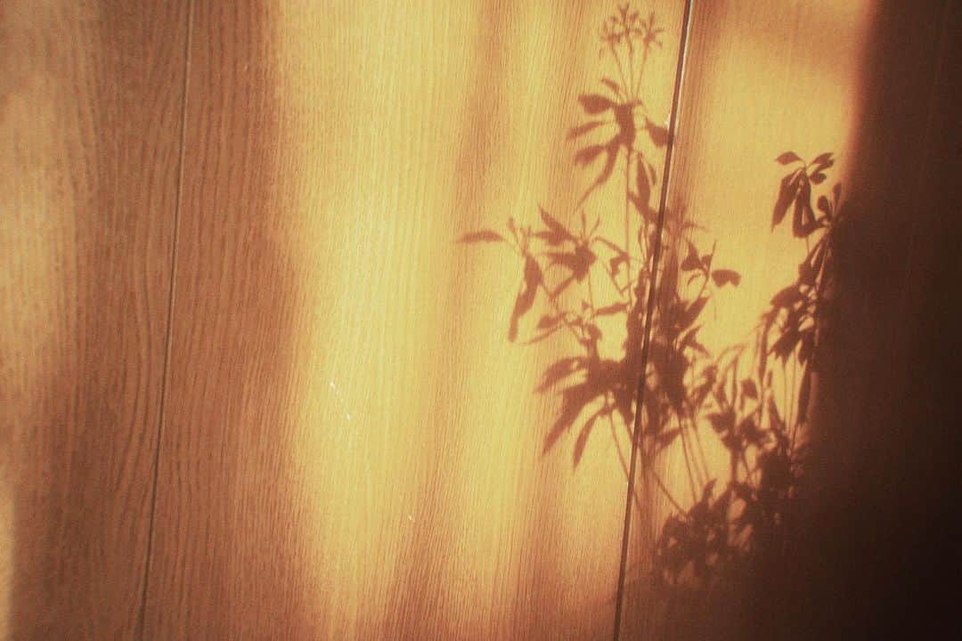 荒澤守さんのインスタグラム写真 - (荒澤守Instagram)「・ #植物のある暮らし  #生活　#ゆとり #植物　#アセビ」3月9日 15時27分 - mamoru_arasawa