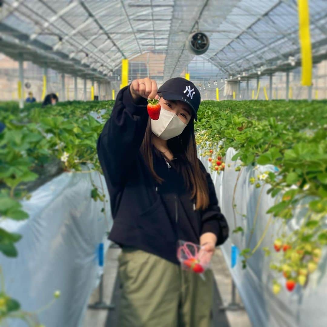 亀田姫月のインスタグラム：「この季節はいちごが旬らしい🍓」