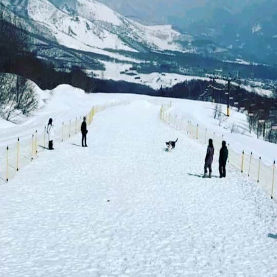 のインスタグラム：「白馬岩岳コミュニティドッグラン今日からラブラドールレトリバー、シベリアンハスキーのお友だち集合時間！！ウィークとなります。今日も晴天の中岩岳をフォローしてくださっているお客さまがご来場していただきました。 明日はお天気下り坂ですが、来週も天気予報は晴れ続き！岩岳の残りの冬を楽しみましょう！！！ #hakubaiwatake #岩岳犬連れ」