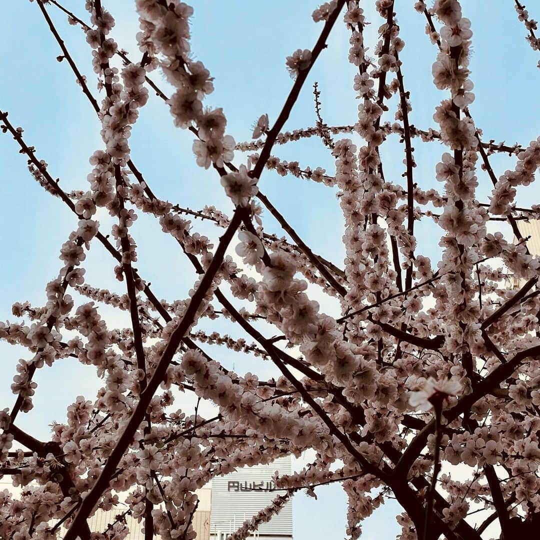 桂きん太郎のインスタグラム：「#繁昌亭 に行く途中、 #南森町駅 付近で もう桜が咲いてるよ〜  #落語 #大阪 #大阪観光ナビゲーター」