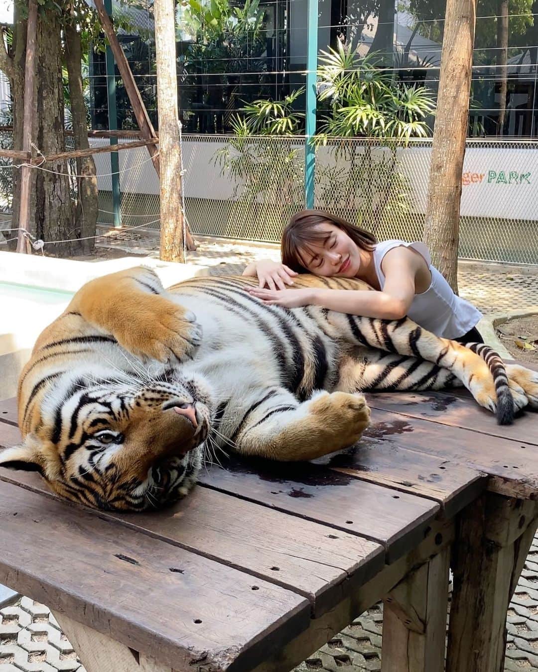 Nayuhaのインスタグラム：「尊い🐯かわゆかったぁぁぁぁぁぁ」
