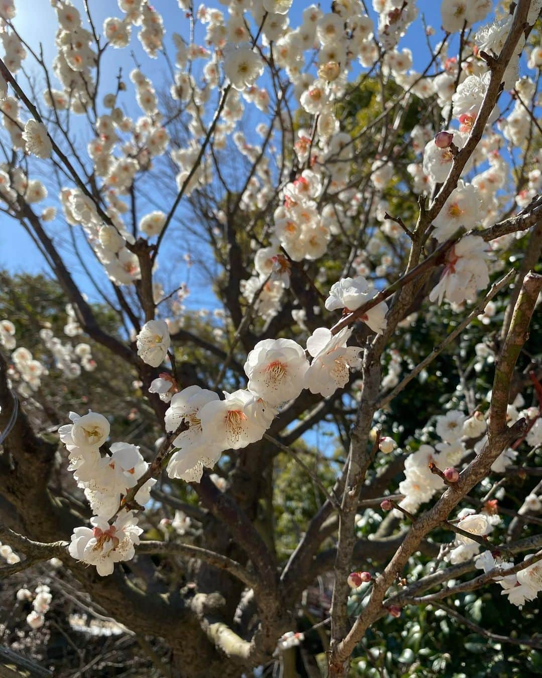 小野口奈々さんのインスタグラム写真 - (小野口奈々Instagram)「・ 久しぶりの太宰府(地元)散策💓  天満宮の梅がとっても綺麗でした🌸 本殿の改修工事でパネルに向かって参拝🙏 ちょっとシュールですが、これはこれで貴重ですね😄 仮殿も有名な建築家の方が手がけるとのことで 楽しみにしています！！  天満宮の周りには、 おしゃれなお店が沢山できていて 気になっていたカフェは大行列☕️✨  また、お気に入りの鮮魚店ができて 最近は実家に帰るたびに足を運んでいます。 お刺身盛り合わせが新鮮で豪快で美味しいのです🐟✨ #鮮魚いの吉   地元の魅力を再発見😎 子どもが生まれたことで 実家に帰る機会も増えたので、 まだまだ開拓したいと思います✨  #太宰府 #太宰府散策 #太宰府天満宮 #太宰府散策 #地元 #地元の魅力再発見  #男の子ママ #子連れお出かけ」3月9日 19時05分 - nana0no