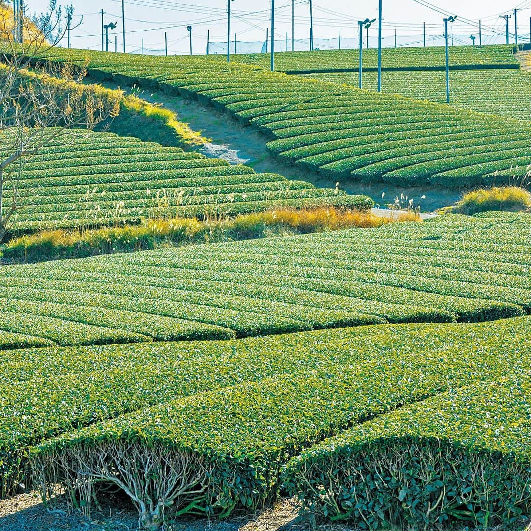ことりっぷさんのインスタグラム写真 - (ことりっぷInstagram)「生産量日本一のお茶どころ・静岡で、お茶とスイーツめぐり🍵  ことりっぷマガジン春号では、美しい茶畑が広がる静岡をご紹介。 生産量日本一のお茶どころである静岡では、お茶のおいしさを伝える新しいスタイルのカフェが続々と誕生していますよ。  渋みのある自社の抹茶を使用した抹茶パフェや、静岡県産の紅ほっぺをたっぷり使ったいちごパフェがいただける「KIMIKURA CAFE」。  静岡県産の一番茶のみを使って店内で焙煎、さらに焙煎温度まで選べる「MARUZEN Tea Roastery」。  静岡県産のお茶を中心にハーブや果実、スパイスなどを加えて調合したボタニカルティーが味わる「aardvark tea Astand」など、 注目のお茶カフェをめぐってみませんか？  徳川家康ゆかりの駿府城公園でお庭と楽しむお抹茶や、絶景の茶畑テラス、静岡の老舗おやつ＆最旬おやつもご紹介していますよ♪ ----- @kimikuracafe  @maruzentearoastery  @aardvarktea_astand  -----  ことりっぷマガジン春号のテーマは「スイーツとレトロな街」。 大河ドラマでも注目を集めている静岡も特集していますので、ご覧くださいね。  #ことりっぷ #ことりっぷマガジン #静岡 #静岡茶 #掛川茶 #きみくらカフェ #kimikuracafe #maruzentearoastery #aardvarktea #徳川家康 #駿府城公園 #茶の間 #cotrip #shizuoka #visitjapan」3月9日 19時00分 - cotrip_official