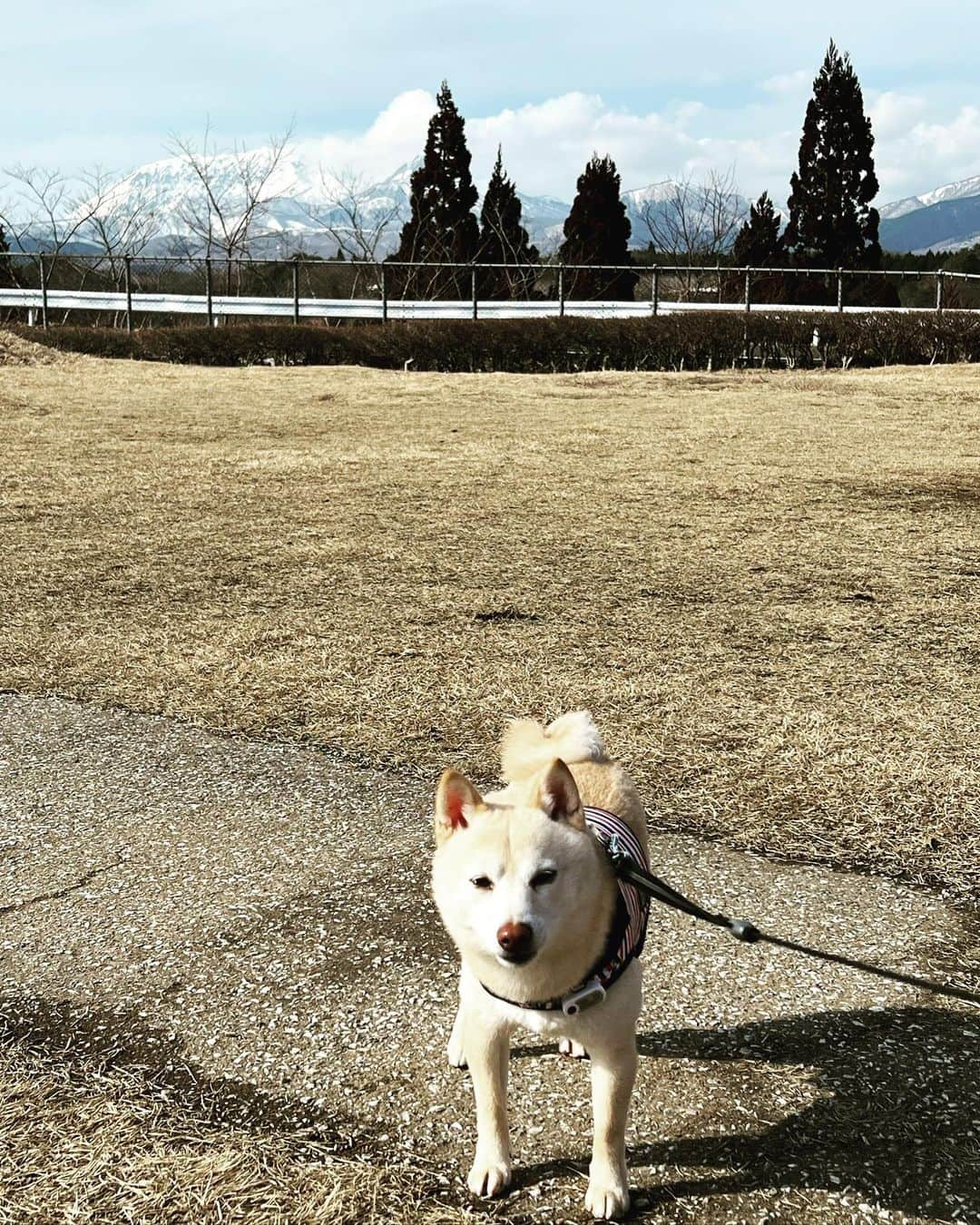 u-meK00000000 YUMIKO HORIKIRI ZUMBA のインスタグラム：「湖太郎🐕の好きな 牧場ミルクのソフトクリーム🍦 が買える米子自動車道 蒜山高原SA   場のパン屋さん 蒜山ソフトクリームバニラ 400円（税込）  蒜山ジャージー牛乳美味しいよね👌  まだ雪が少し残ってたよー🤗  #いぬのいる暮らし #いぬとおでかけ #しばいぬ部 #まめしば #そふとくりーむ #ドライブ」