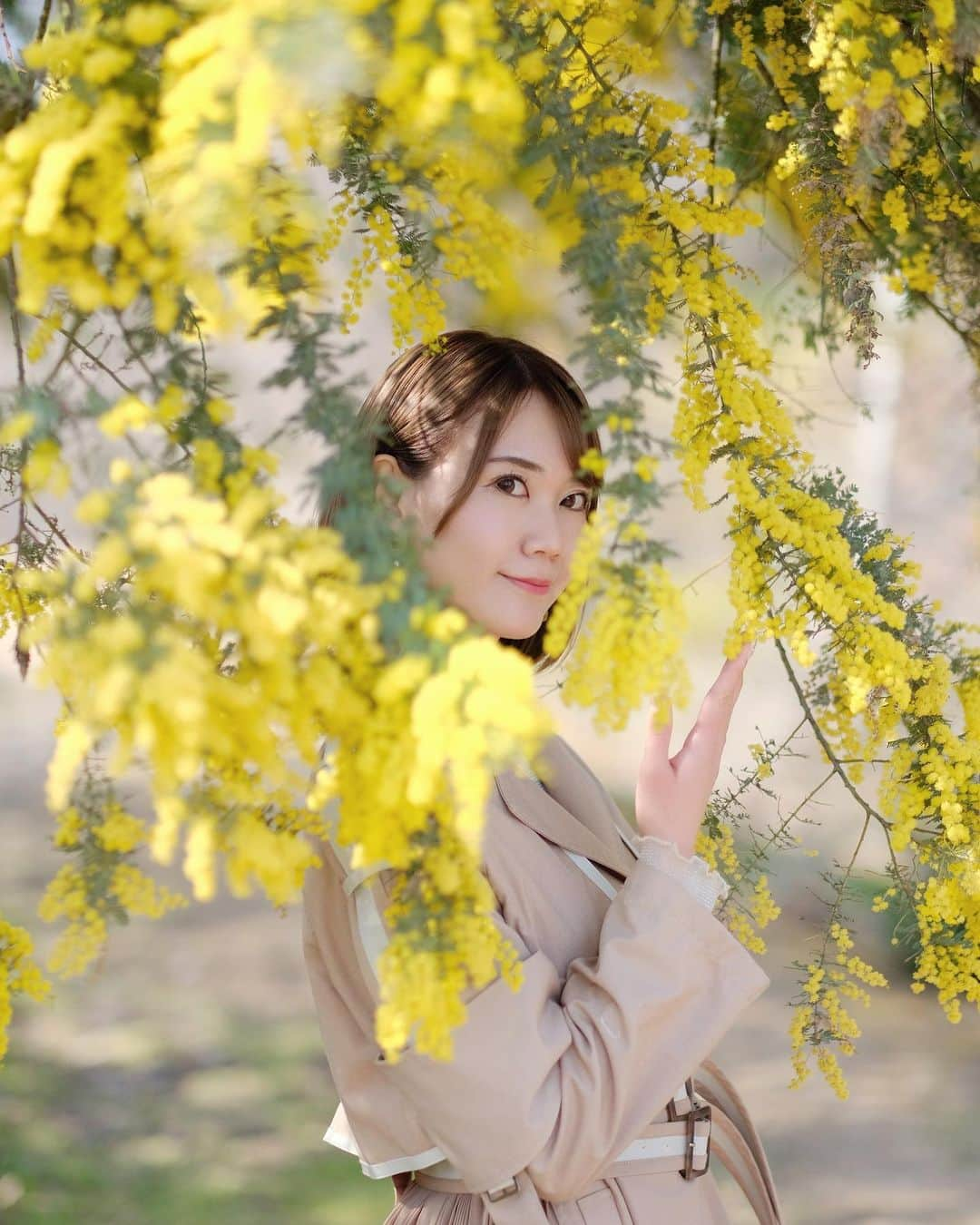 安藤まいのインスタグラム：「ミモザの写真お気に入り💛  河津桜も最高だったので上げよーっと🌸  #ミモザ#静豊園#静豊園のミモザ  #トレンチコート#ポートレート#ポトレ #撮影会#福岡#福岡モデル#ポートレート撮影#ポートレートモデル#ポートレート好きな人と繋がりたい#ポートレート女子#安藤まい」