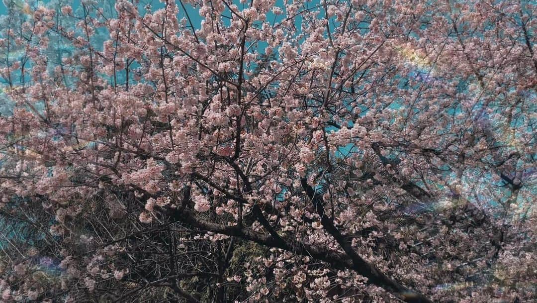 青田典子のインスタグラム：「桜が咲いていました🌸  春の兆しが感じられて、なんだか幸せです🌸」