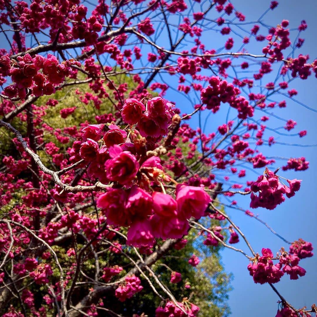 黒沢秀樹のインスタグラム：「きれいだった近所の神社の梅の花。 昔、梅の木が実家の庭にあったんだけど、毛虫がすごかったことも思い出した。 #梅  #梅の花  #japneseplum  #tokyo」