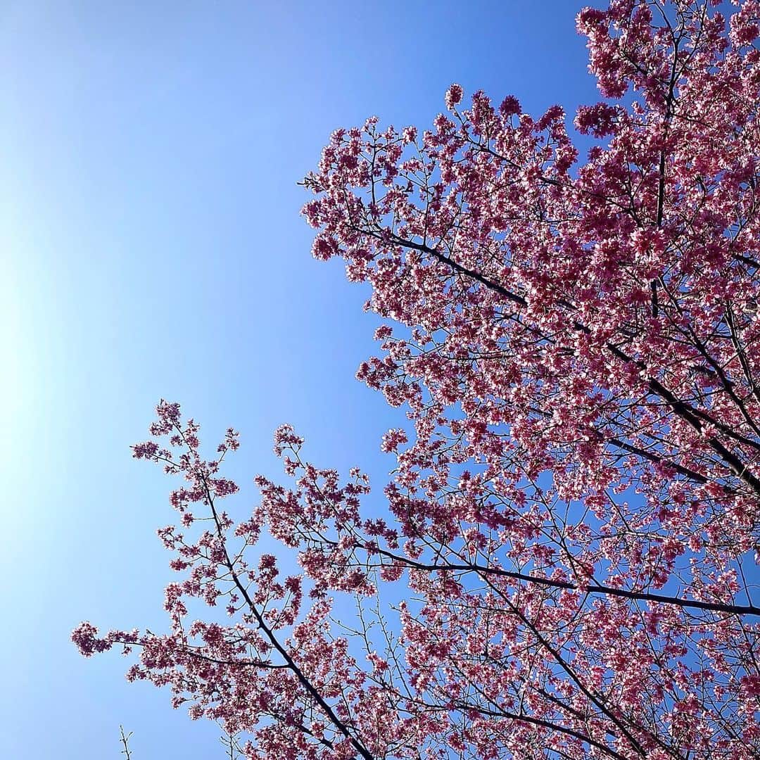 黒沢秀樹さんのインスタグラム写真 - (黒沢秀樹Instagram)「きれいだった近所の神社の梅の花。 昔、梅の木が実家の庭にあったんだけど、毛虫がすごかったことも思い出した。 #梅  #梅の花  #japneseplum  #tokyo」3月9日 20時57分 - hidekikurosawa828