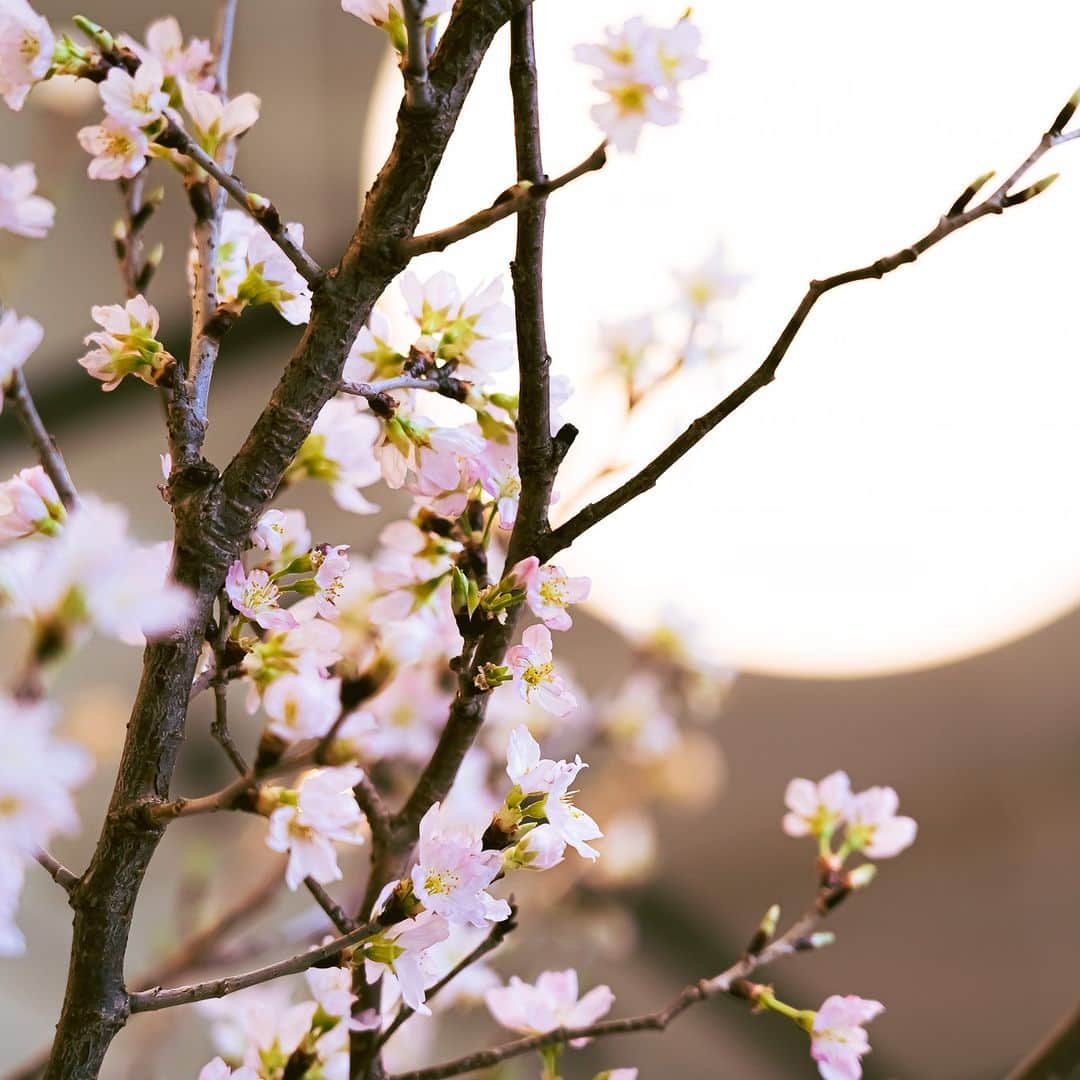 TYSONS&COMPANYさんのインスタグラム写真 - (TYSONS&COMPANYInstagram)「. 【Spring Fair 2023】 ベーカリー・カフェ店舗では毎年恒例のSpring Fairがスタート！ 天王洲breadworksでは桜の木が皆様をお迎えしています。  人気のラベンダークッキーや、春らしい薄くピンクに色づいた桜パウンド等春らしいお菓子がラインナップ。  フェアは4/9(日)まで。 各店のインスタも要チェックです。  @breadworks_lilycakes  @no.4_kojimachi  @the_roastery_by_nozycoffee   #breadworks #crisscross #no4 #theroastery #tysonsandcompany #lilycakes #スプリングフェア #madeintokyo #tokyocafe #tokyobakery」3月9日 21時00分 - tysonsandcompany