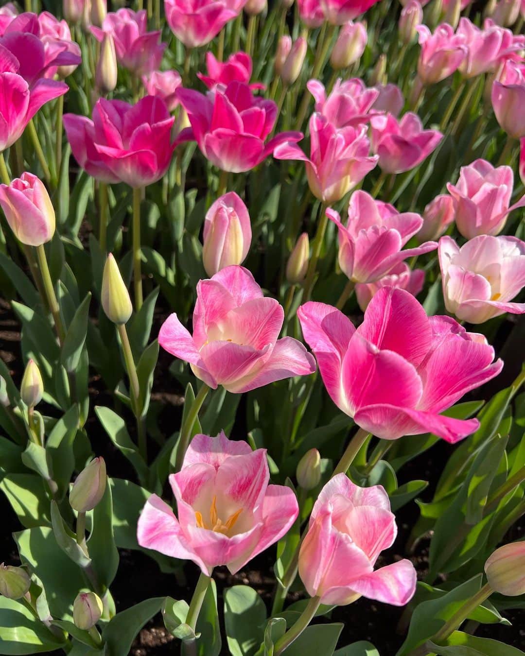 丹羽麻由美さんのインスタグラム写真 - (丹羽麻由美Instagram)「③⑨🙏✨  サンキューの日🥰  最近、人に優しくしてもらってばかりで本当に感謝の日々ですが、改めて、、、  こちらのインスタをチェックしてくださってる皆様ありがとうございます☺️  春ですし、綺麗な花の写真をお届け🌷  こちら、先日久しぶりに行ったディズニーランドにて✨  どこもかしこもお花だらけで綺麗だった🥺✨  コロナ禍を経て本当に久々に行ったのですが、色々変わっていたし、期間限定の謎解きゲームにも参加して、新しい楽しみ方ができました😆  夢中になったし、すごいたくさん歩いた🚶🏻‍♀️面白い😆  3月いっぱい謎解きやってるので、興味ある人は行ってみてください！  最後の方の謎が、なかなか時間かかったよ😂 無事クリアできてよかった😆  そして、大好きなベイマックスにも会えて嬉しかったな🥺❤️  #39 #Thankyou の日 #tokyodisneyland  #ホーンテッドマンション #謎解き  #ベイマックス #baymax」3月9日 21時25分 - mayumi912