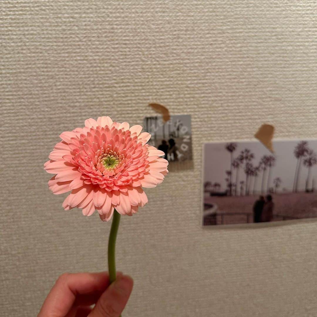 畑中奈緒美さんのインスタグラム写真 - (畑中奈緒美Instagram)「・ 2023.3.9（Thu）  今月のお花。  ガーベラのフローラ💐  またガーベラ選んでる私😌笑 しかし、珍しくピンク系をチョイスしてる。 いつも直感で選ぶんだけど、今月はなんだかこの淡いピンク色に惹かれてしまったのです🫶🏼 たまにはピンクもいいね〜♡ 花びらも二重になってて可愛い🥰  #DIVA #love #flower #dog #pug #ガーベラ #フローラ」3月9日 21時22分 - hatanaka_naomi