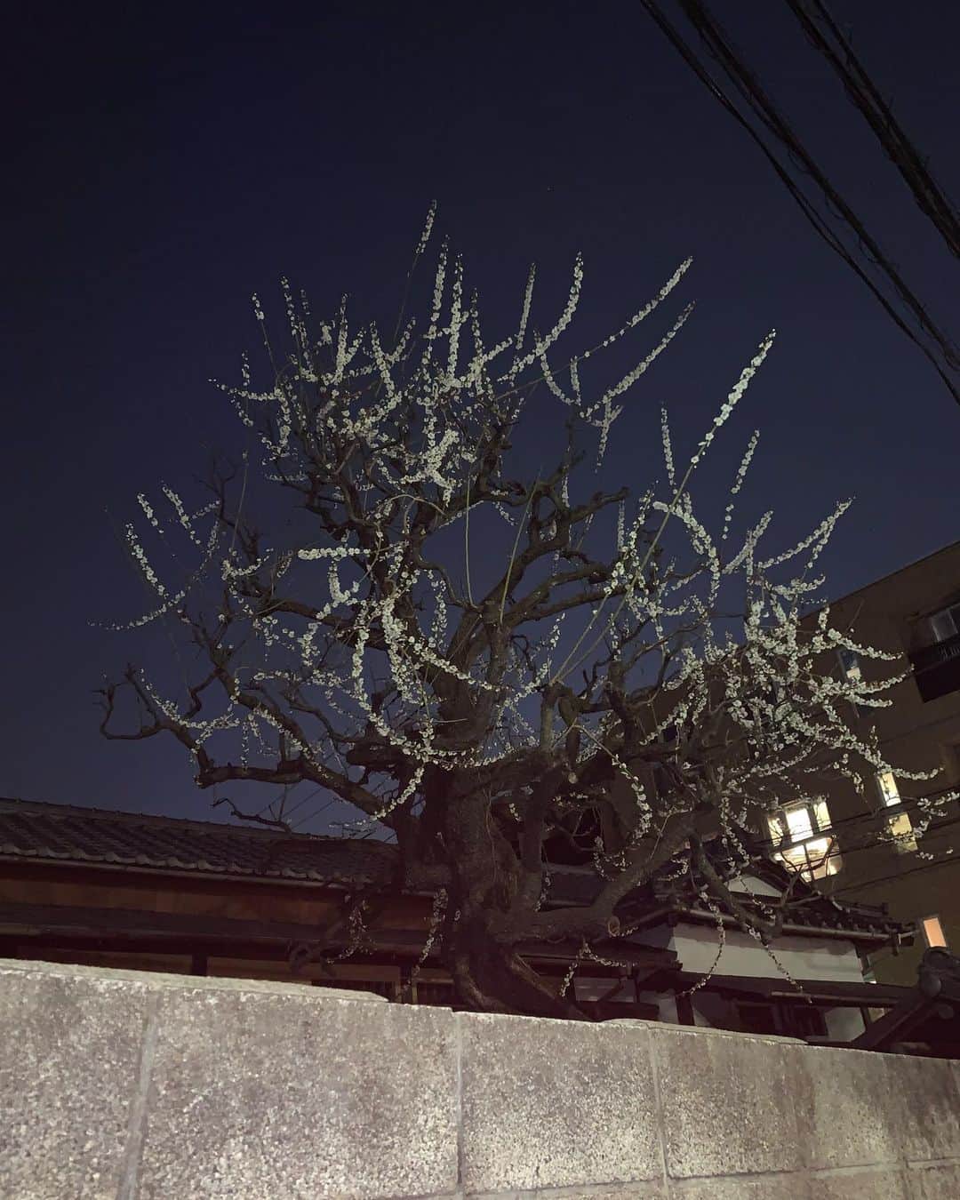 UAさんのインスタグラム写真 - (UAInstagram)「大きな自然はなくとも 東京の庭は美しい 花火のモデルね  #ua#ウーア」3月9日 21時34分 - ua_japonesiansinger_official