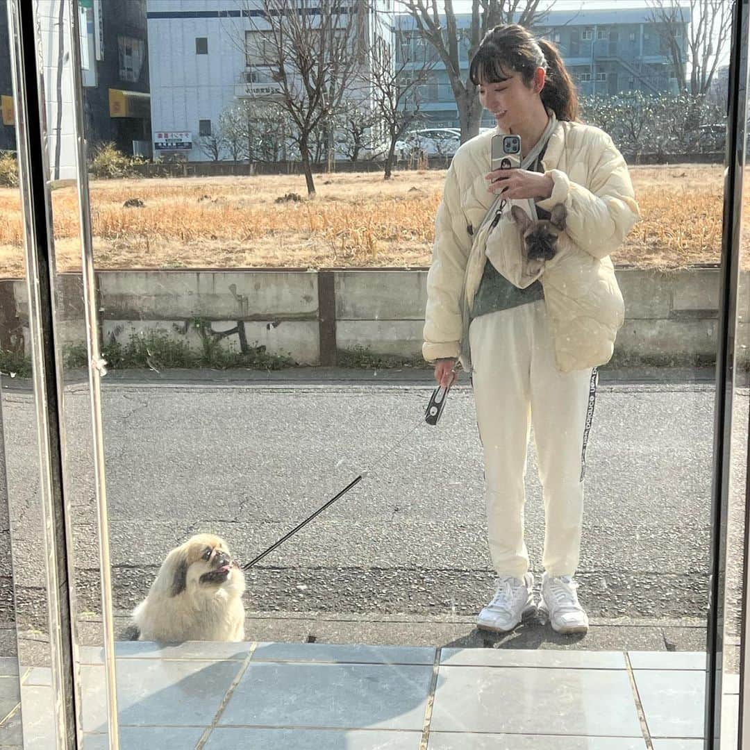 倉本知尋のインスタグラム：「おだしは すっかりお兄ちゃん。 最初はちょっぴり心配だったけど 今では心配してごめんよと おだしに言いたいです🫧  信頼してよ！！って 言ってくれてる気がします！！ そんなこんなで 家族が増えました☺️  フレブルのかつおです🫧  福岡県八女市出身で同郷です☺️  #フレブル#ペキニーズ#」