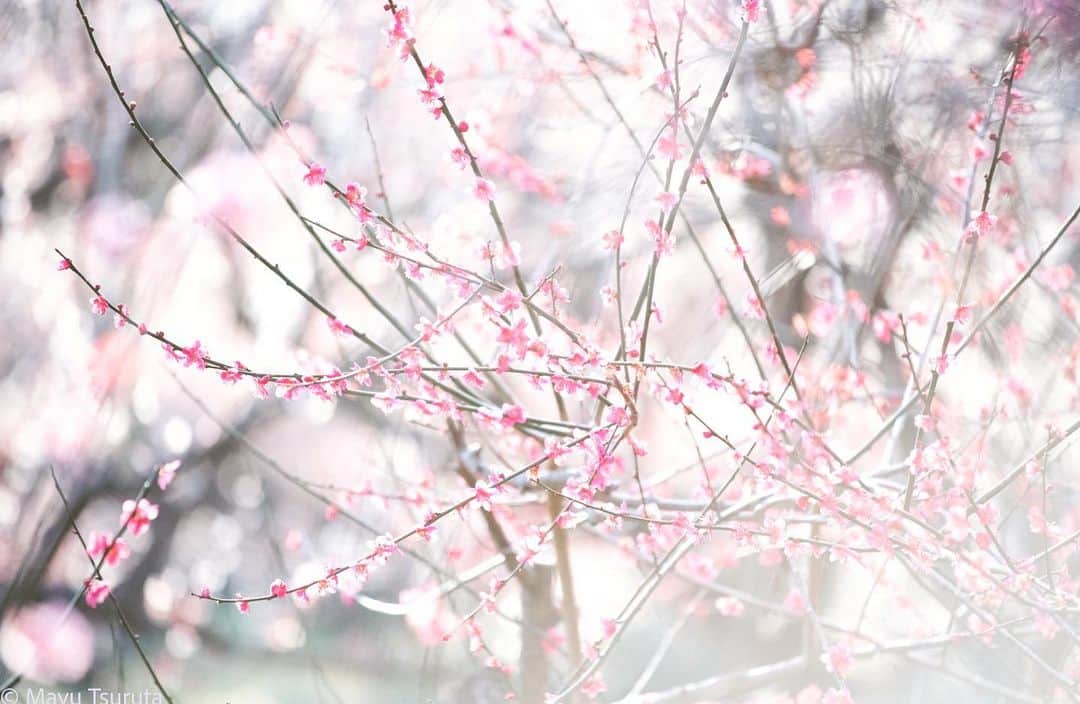 鶴田真由さんのインスタグラム写真 - (鶴田真由Instagram)「梅の花の撮影と待ちぼうけのカカさま🌸🐶」3月9日 21時37分 - mayutsuruta