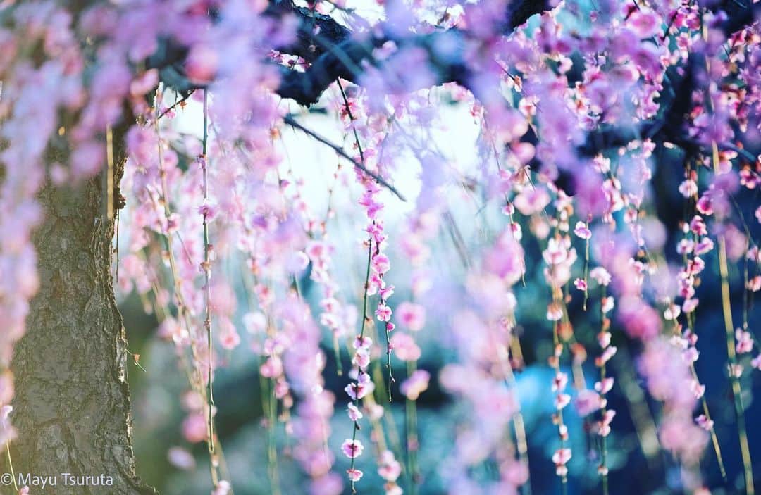 鶴田真由さんのインスタグラム写真 - (鶴田真由Instagram)「梅の花の撮影と待ちぼうけのカカさま🌸🐶」3月9日 21時37分 - mayutsuruta