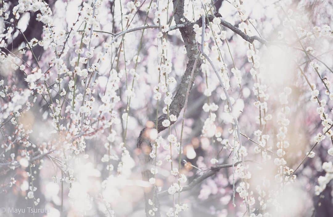 鶴田真由のインスタグラム：「梅の花の撮影と待ちぼうけのカカさま🌸🐶」