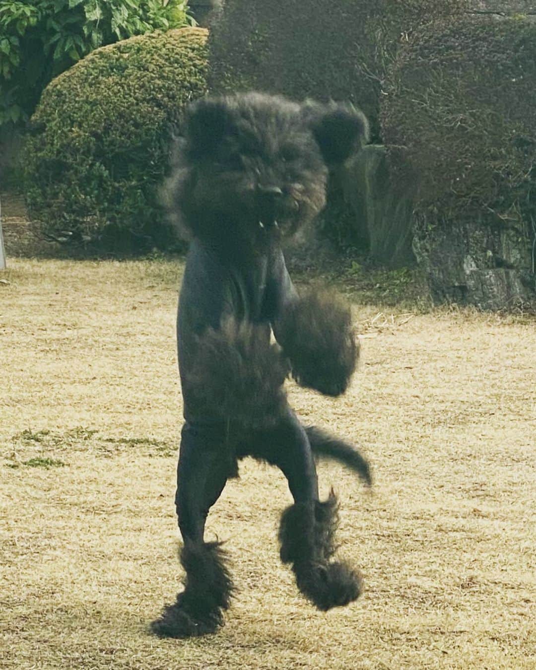 福田彩乃のインスタグラム：「. 庭ではしゃぐ7歳の娘 ボール命🥎」