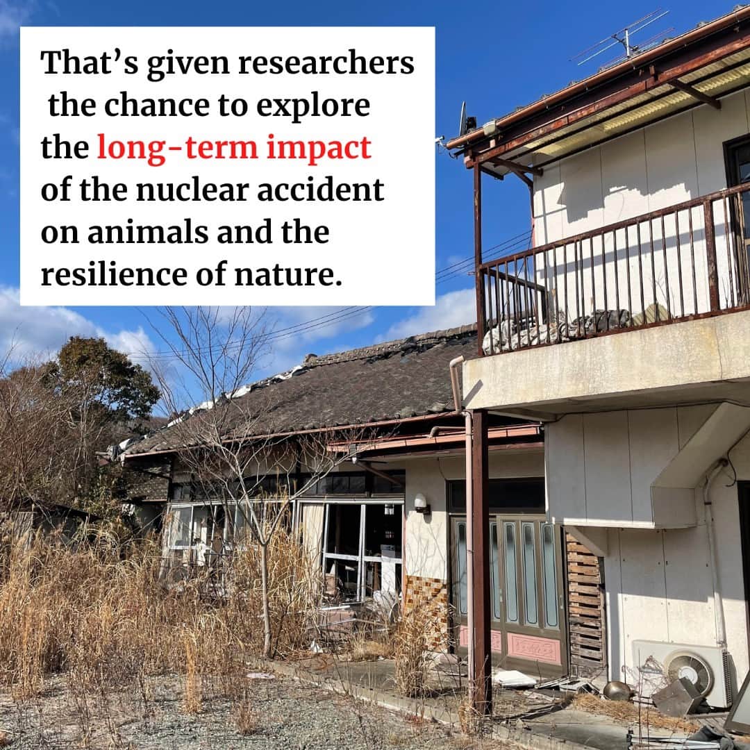 The Japan Timesさんのインスタグラム写真 - (The Japan TimesInstagram)「In the shadow of the Fukushima disaster, an unusual experiment in rewilding is unfolding.  From wild boar to Japanese macaques, years of human abandonment have seen proliferation of many mammals in areas that were evacuated following the nuclear disaster on March 11, 2011.  That’s given researchers the chance to explore the long-term impact of the accident on animals and the resilience of nature — with some surprising findings.  Read more with the link in our bio. 📸 Alex K.T. Martin, Koji Yamazaki . . . . . . #Japan #Fukushima #animals #news #japantimes #日本 #環境 #ニュース #ジャパンタイムズ #福島 #動物 #ジャパンんタイムズ」3月9日 21時56分 - thejapantimes