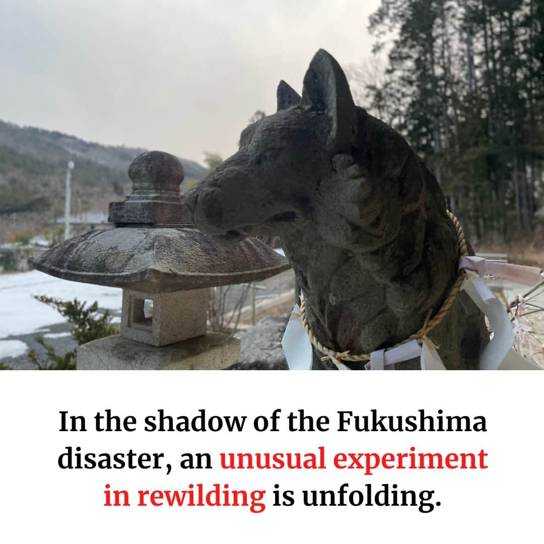 のインスタグラム：「In the shadow of the Fukushima disaster, an unusual experiment in rewilding is unfolding.  From wild boar to Japanese macaques, years of human abandonment have seen proliferation of many mammals in areas that were evacuated following the nuclear disaster on March 11, 2011.  That’s given researchers the chance to explore the long-term impact of the accident on animals and the resilience of nature — with some surprising findings.  Read more with the link in our bio. 📸 Alex K.T. Martin, Koji Yamazaki . . . . . . #Japan #Fukushima #animals #news #japantimes #日本 #環境 #ニュース #ジャパンタイムズ #福島 #動物 #ジャパンんタイムズ」