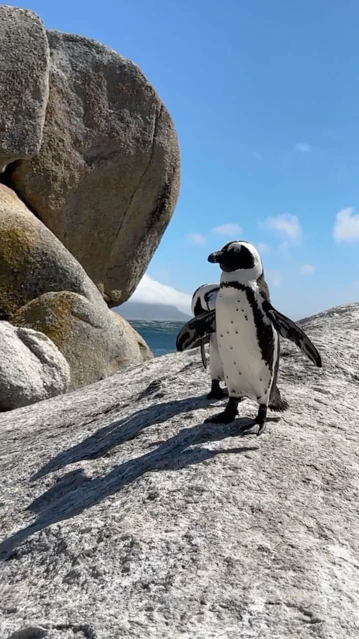 バネッサ・ハッペンコゼンのインスタグラム：「Siempre tuve en mi bucket list conocer los pingüinos de Boulders beach…Qué animales tan bellos! Amo como caminan jaja🤩」