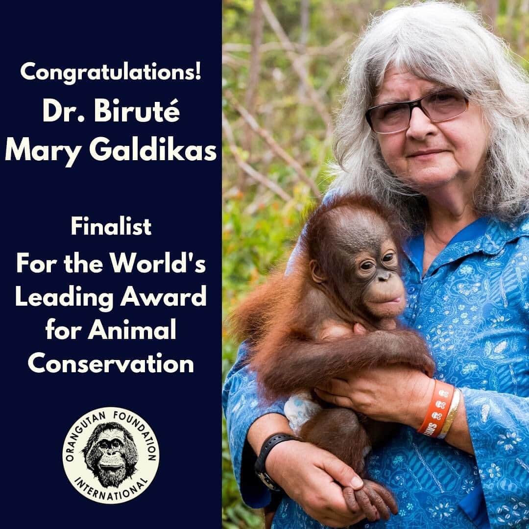 OFI Australiaのインスタグラム：「We are thrilled and so proud to announce that OFI President and Founder Dr. Birute Mary Galdikas has been announced as one of 6 finalists for the #indianapolisprize for 2023!   This is the world's leading animal conservation award celebrating conservation heros around the globe and recognizing those dedicating their lives to saving endangered species.   Congratulations Dr. Birute! 🎉🎉🎉  #drbirute #indianapolisprize」