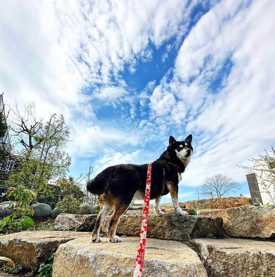 vo_coのインスタグラム：「🐾 あれ…？ もしかして冬って終わっちゃった…？ ＊ #油断して薄着で出ると帰りが寒いやつ #shibastagram #instashiba #shiba #shibainu #黒柴 #柴犬」