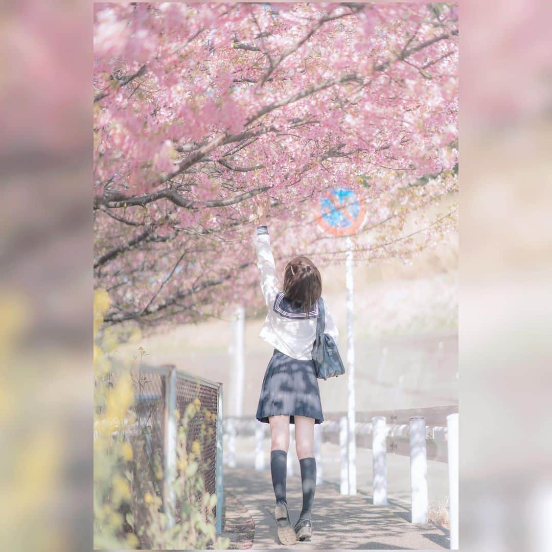 shikaのインスタグラム：「さらば友よ  またこの场所で会おう  さくら舞い散る道の上で  #桜 #桜の木の下で  #写真 #jk #jk制服」