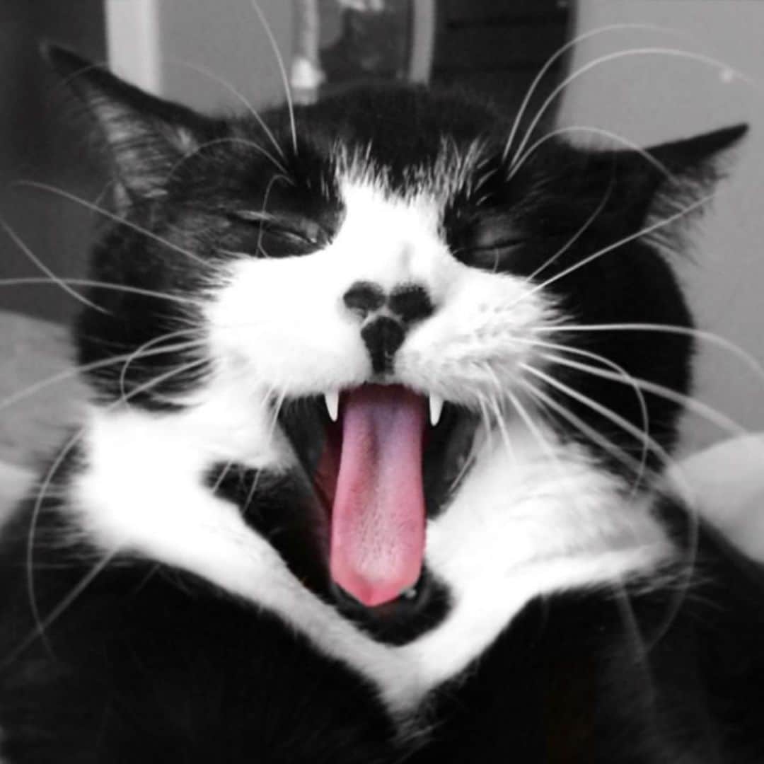 Tuxedo Cat Brosさんのインスタグラム写真 - (Tuxedo Cat BrosInstagram)「JACK IS TEN TODAY! Still running around with kitten energy, my main man is celebrating his birthday today!」3月10日 20時38分 - tuxedotrio