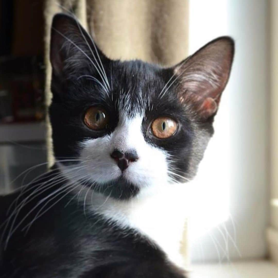 Tuxedo Cat Brosさんのインスタグラム写真 - (Tuxedo Cat BrosInstagram)「JACK IS TEN TODAY! Still running around with kitten energy, my main man is celebrating his birthday today!」3月10日 20時38分 - tuxedotrio