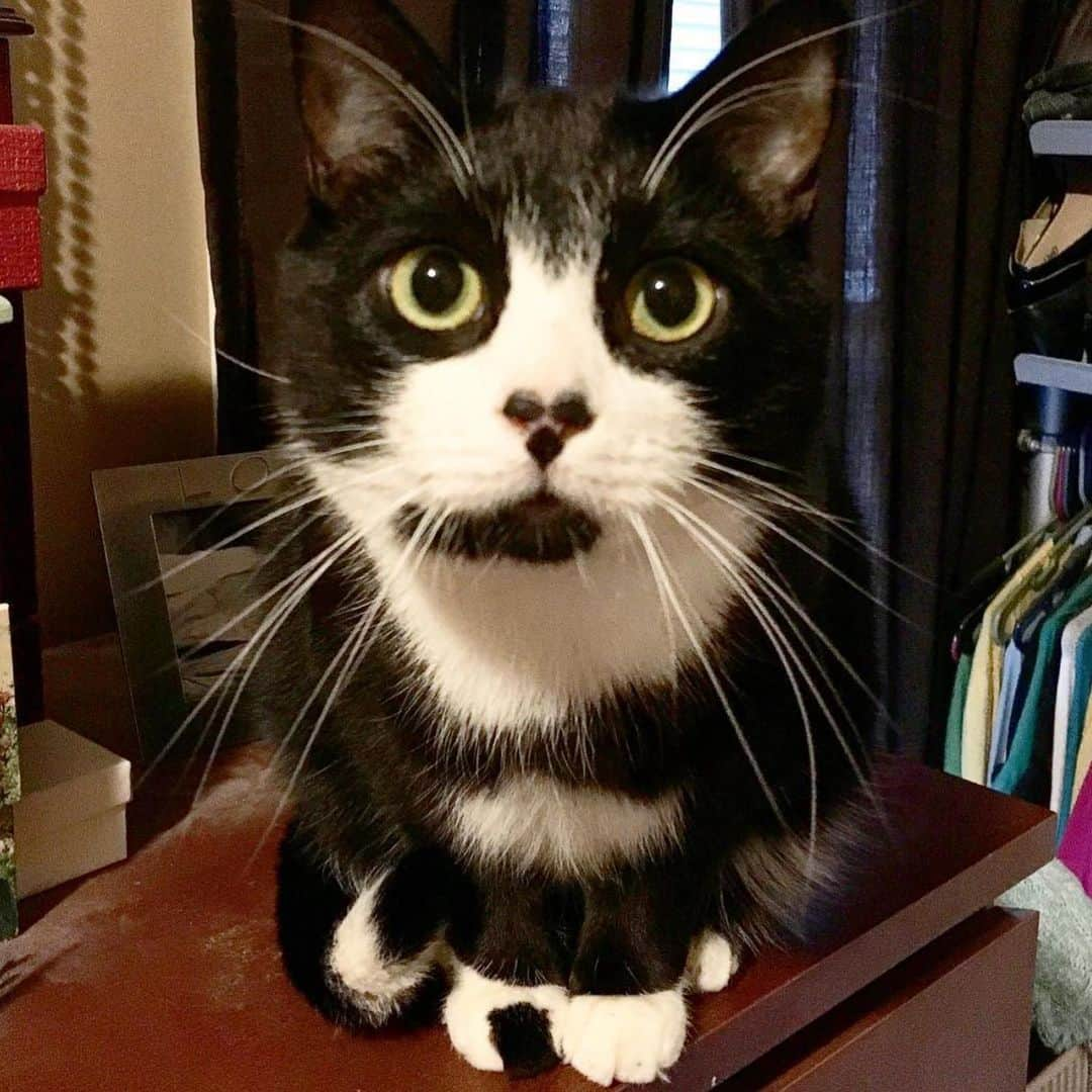 Tuxedo Cat Brosさんのインスタグラム写真 - (Tuxedo Cat BrosInstagram)「JACK IS TEN TODAY! Still running around with kitten energy, my main man is celebrating his birthday today!」3月10日 20時38分 - tuxedotrio